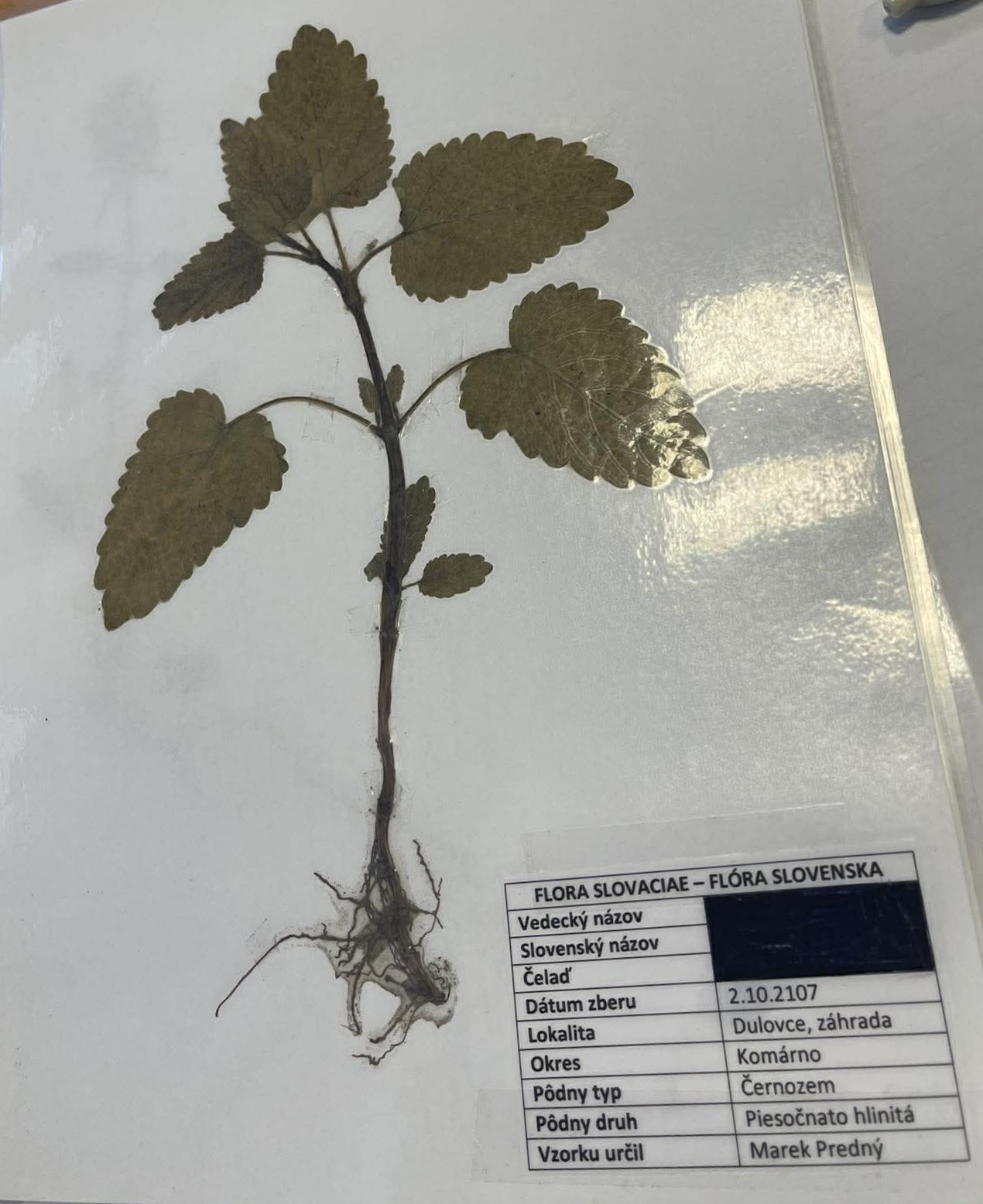 Rastlina Melissa officinalis